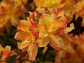 Rhododendron calendulaceum Kaska (Tomszak) IMG_6007 Różanecznik
